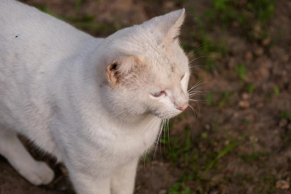 How Can Owning a Pet Enhance Your Quality of Life?